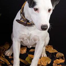 Jack russell terrier Jack