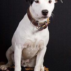 Jack russell terrier Jack