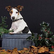 Jack russell terrier vabber