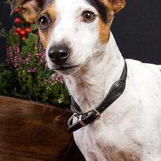 Jack russell terrier vabber