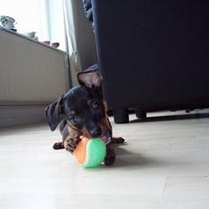 Prazsky krysarik Aya