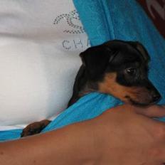 Prazsky krysarik Aya