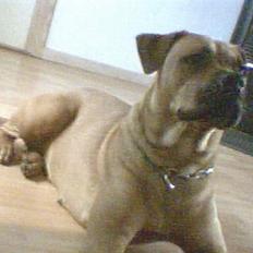 Amerikansk bulldog No`CHANCE Aika 