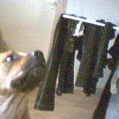 Amerikansk bulldog No`CHANCE Aika 