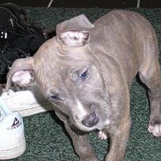Amerikansk staffordshire terrier Jango
