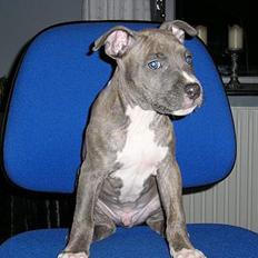 Amerikansk staffordshire terrier Jango