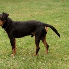 Tysk jagtterrier Balto (død)
