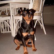 Tysk jagtterrier Balto (død)