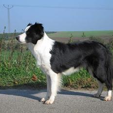 Border collie Dessi
