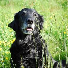 Flat coated retriever Bonnie * I Himlen *