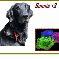 Flat coated retriever Bonnie * I Himlen *