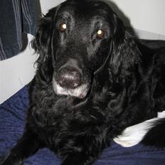 Flat coated retriever Bonnie * I Himlen *