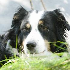 Australian shepherd Cool Running's Kira