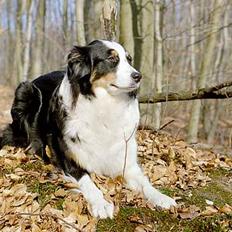Australian shepherd Cool Running's Kira