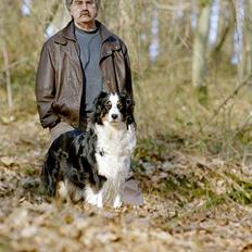 Australian shepherd Cool Running's Kira