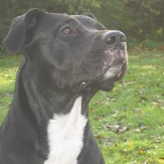 Blanding af racer Tulle