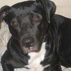 Blanding af racer Tulle