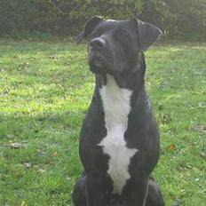 Blanding af racer Tulle