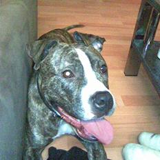 Amerikansk staffordshire terrier Shira