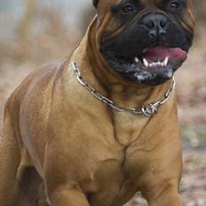 Bullmastiff Bullbjerggaards Arnold