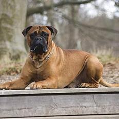 Bullmastiff Bullbjerggaards Arnold