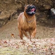 Bullmastiff Bullbjerggaards Arnold