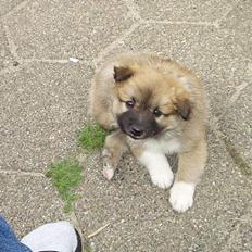 Islandsk fårehund Tay