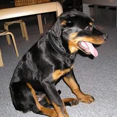 Rottweiler Flicka RIP