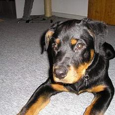 Rottweiler Flicka RIP