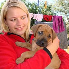 Rhodesian ridgeback Qenzo *Død* 