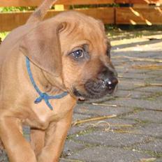 Rhodesian ridgeback Qenzo *Død* 