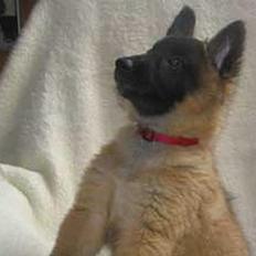 Tervueren Dream-ami Attica