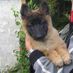 Tervueren Dream-ami Attica