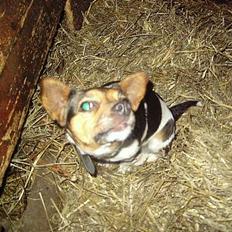 Dansk svensk gaardhund molly