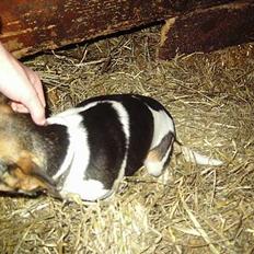 Dansk svensk gaardhund molly