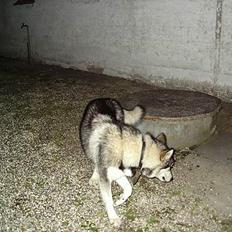 Alaskan malamute chilli