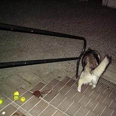 Alaskan malamute chilli