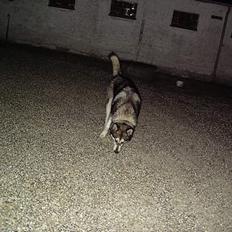 Alaskan malamute chilli