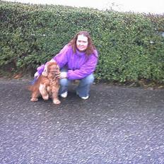 Cocker spaniel lucky (DØD)