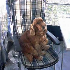 Cocker spaniel lucky (DØD)