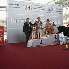 Alaskan malamute Asim