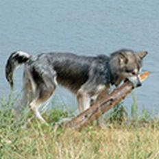 Alaskan malamute Asim
