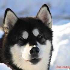 Alaskan malamute Ashanti