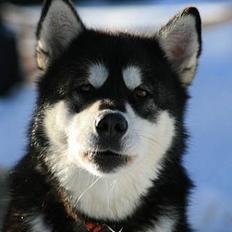Alaskan malamute Ashanti