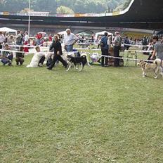 Alaskan malamute Ashanti