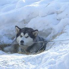 Alaskan malamute Lady 