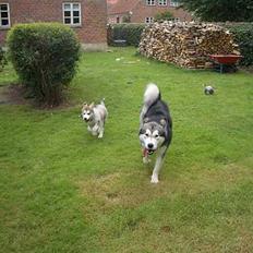 Alaskan malamute Lady 