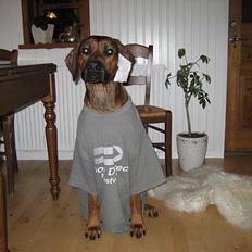 Rhodesian ridgeback Leo