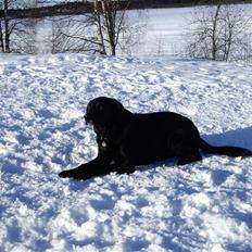 Blanding af racer Elvis