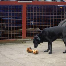 Blanding af racer Elvis